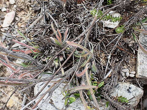 Image of Protea intonsa Rourke