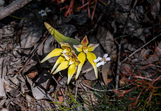 Image de Caladenia flava subsp. sylvestris Hopper & A. P. Br.