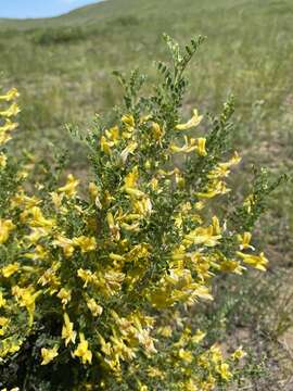 Image of Caragana buriatica Peschkova