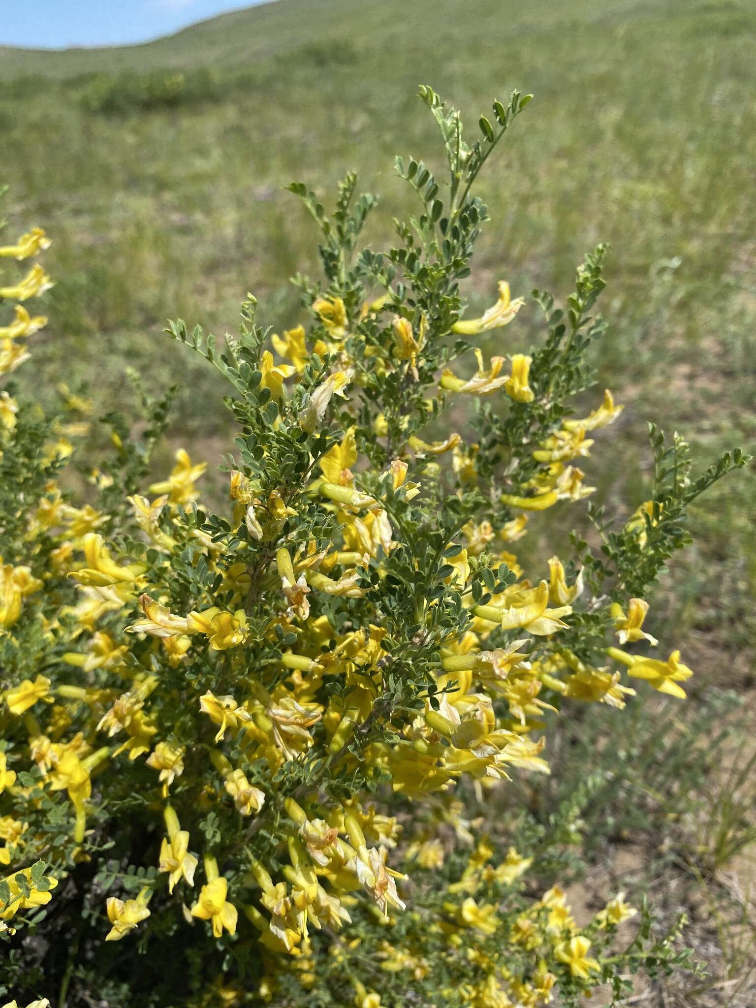 Image of Caragana buriatica Peschkova