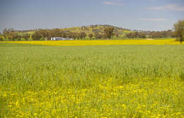 Image of Capeweed