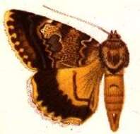 Image of Catocala abacta Staudinger 1900