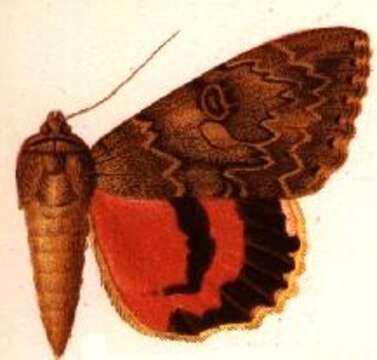 Image of Jessica Underwing