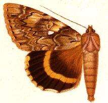 Image of Yellow-banded Underwing