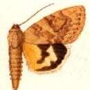 Image of Catocala contemnenda Staudinger 1891