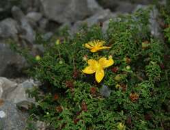 Image of Hypericum balearicum L.