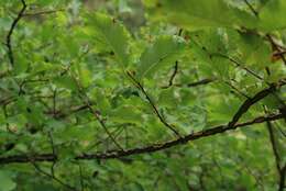 Image of Ulmus minor subsp. canescens (Melville) Browicz & Ziel.