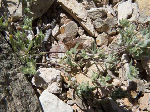 Image of Arizona cottonrose