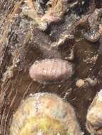 Image of Chiton