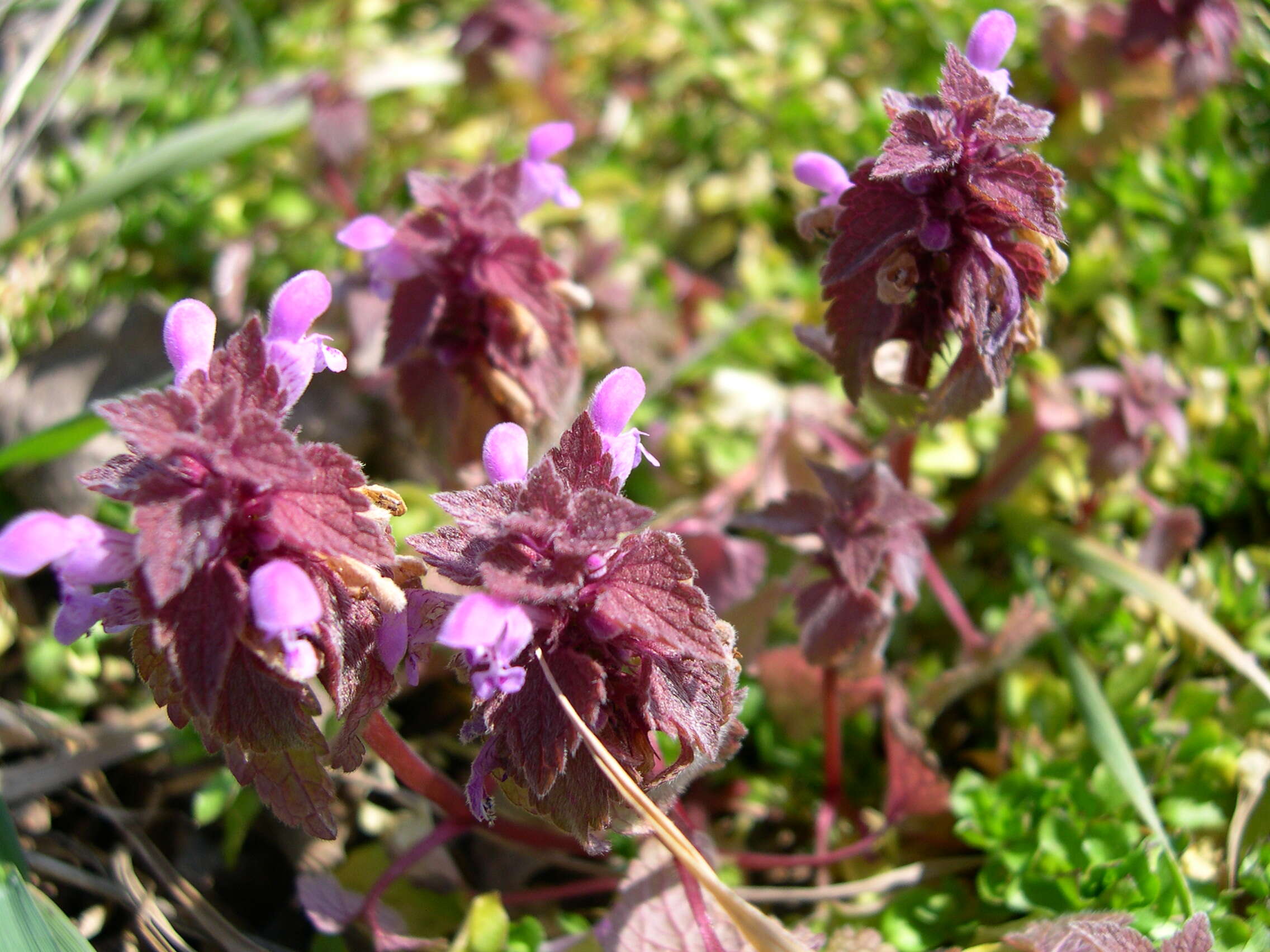 Image of purple archangel