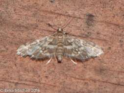 Image of Yellow-spotted Webworm Moth