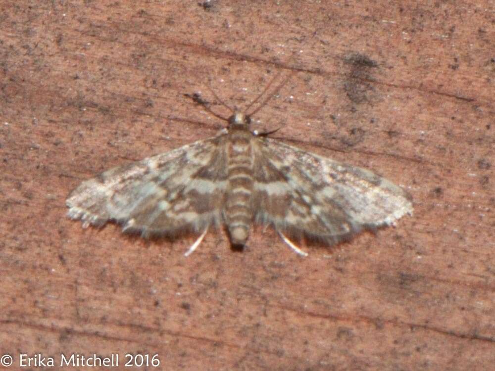 Image of Yellow-spotted Webworm Moth