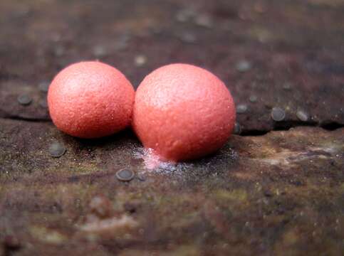 Image of Lycogala epidendrum