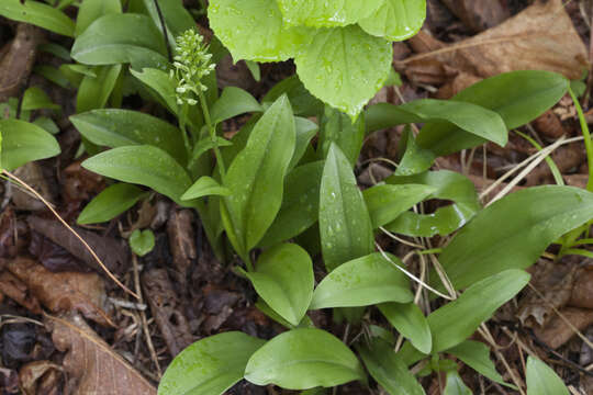 Слика од Platanthera fuscescens (L.) Kraenzl.