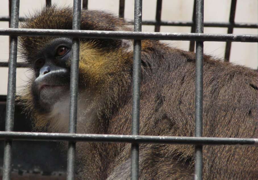 Image of Moustached Guenon