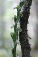 Image of green medusa orchid