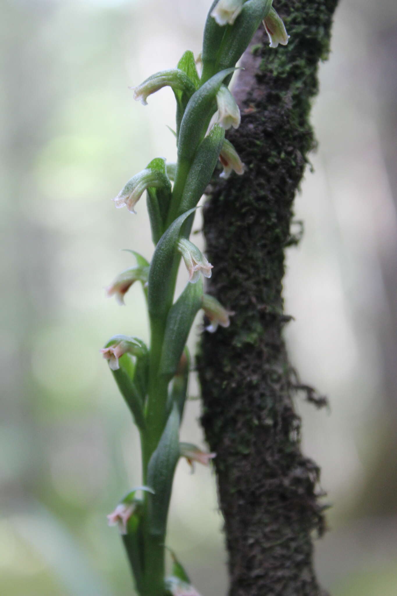 Image of green medusa orchid