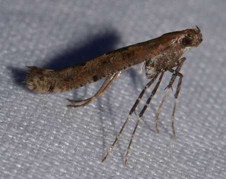 Imagem de Caloptilia strictella (Walker 1864)