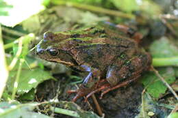 Image of Altai Brown Frog (Altai Mountains Populations)