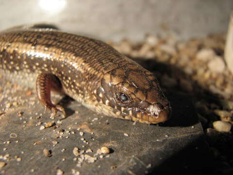 Image of Ocellated Bronze Skink