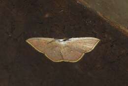 Image of Pseudhyria rubra Hampson 1891