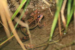 Image of Altai Brown Frog (Altai Mountains Populations)