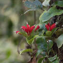 Image of Aeschynanthus andersonii C. B. Clarke