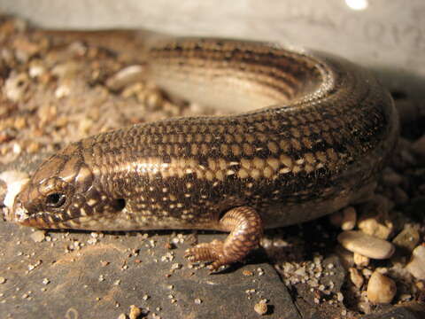 Image of Ocellated Bronze Skink