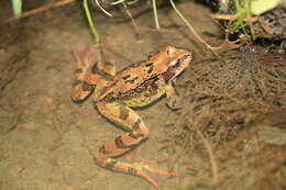 Image of Altai Brown Frog (Altai Mountains Populations)