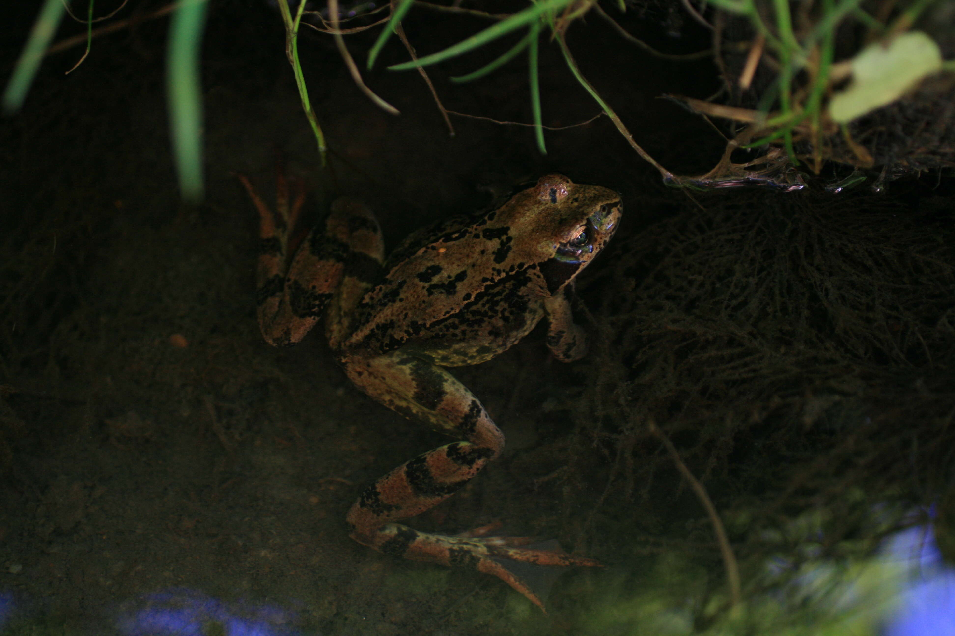 Image of Altai Brown Frog (Altai Mountains Populations)