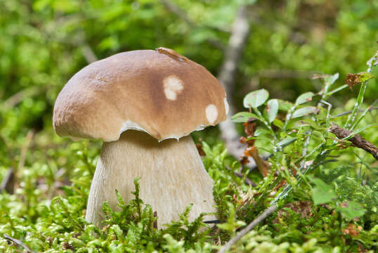 Image of Cep