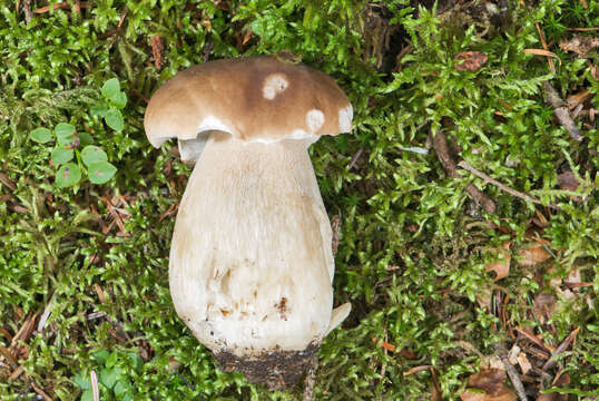 Image of Cep