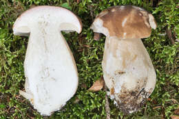 Image of Cep