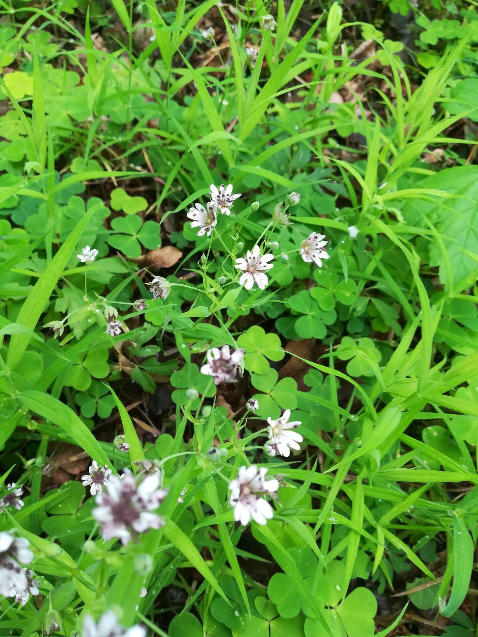 Microbotryum stellariae (Sowerby) G. Deml & Oberw. 1982的圖片