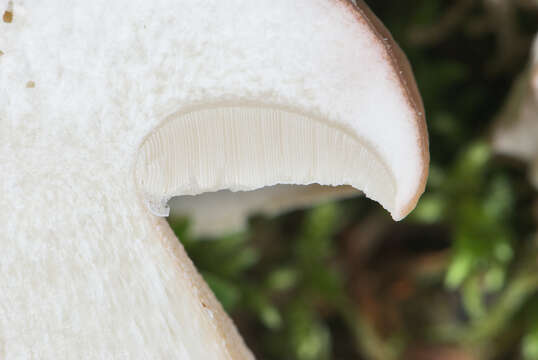 Image of Cep