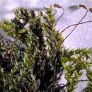 Image of platyhypnidium moss