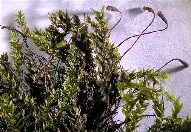 Image of platyhypnidium moss