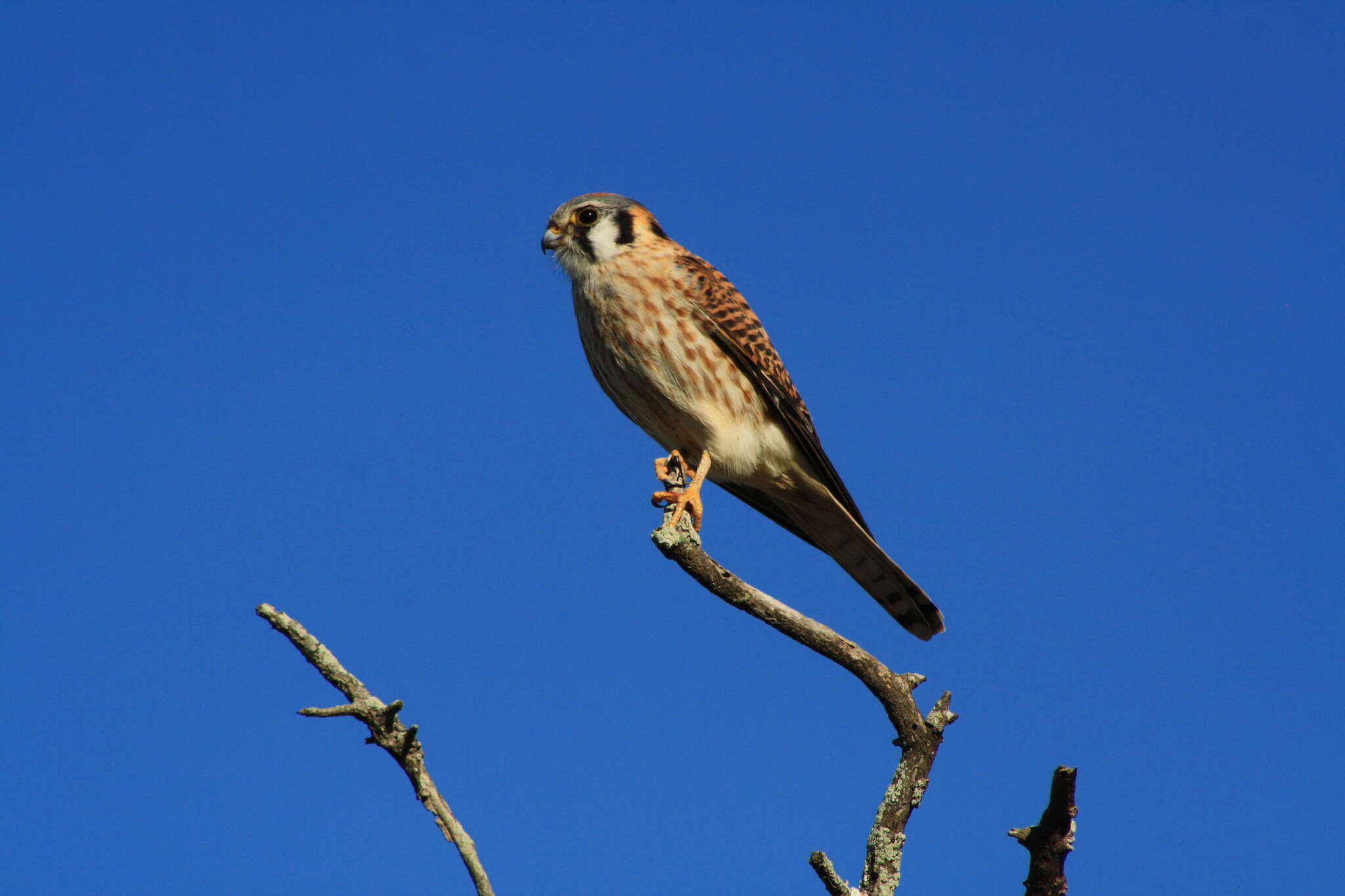 Image of American Kestrel