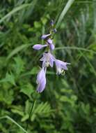 Image of Hosta sieboldii (Paxton) J. W. Ingram