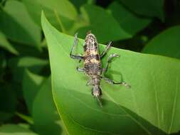 Image of Blackspotted Pliers Support Beetle