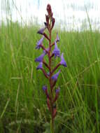 Image of Disa equestris Rchb. fil.