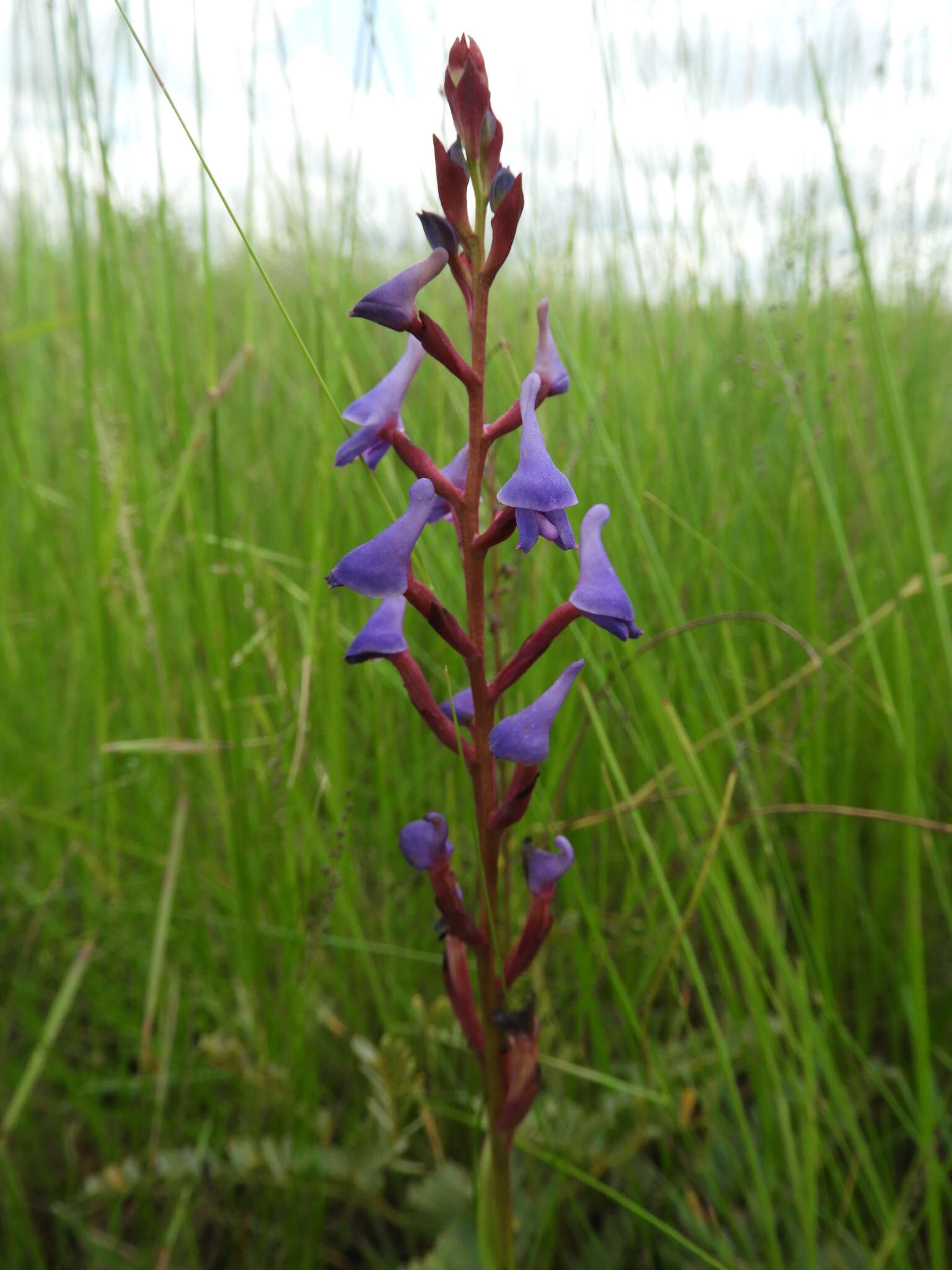 Image of Disa equestris Rchb. fil.