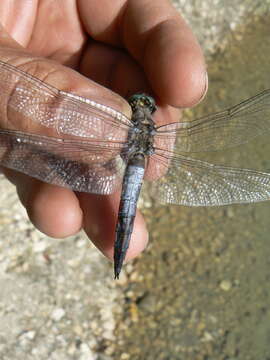 Image of Black-tailed Skimmer