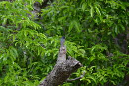 Image of Melanesian Flycatcher