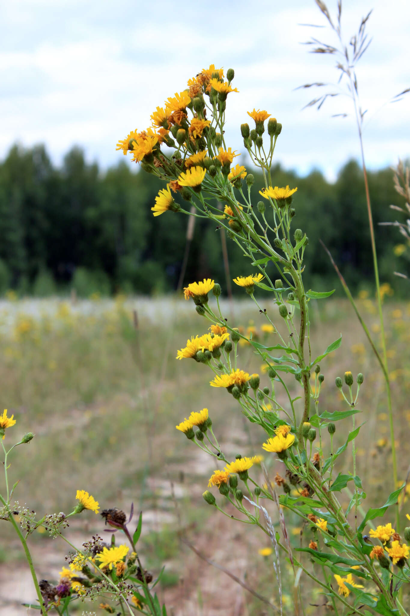 Image of Hieracium robustum R. E. Fr.