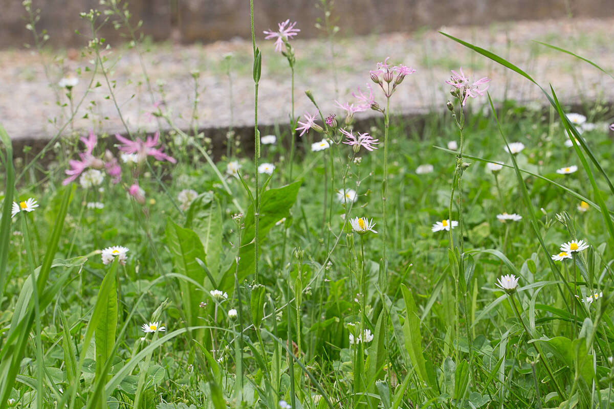 Plancia ëd Silene flos-cuculi (L.) Greuter & Burdet