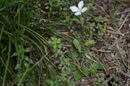 Image of Kunth's Evening-Primrose