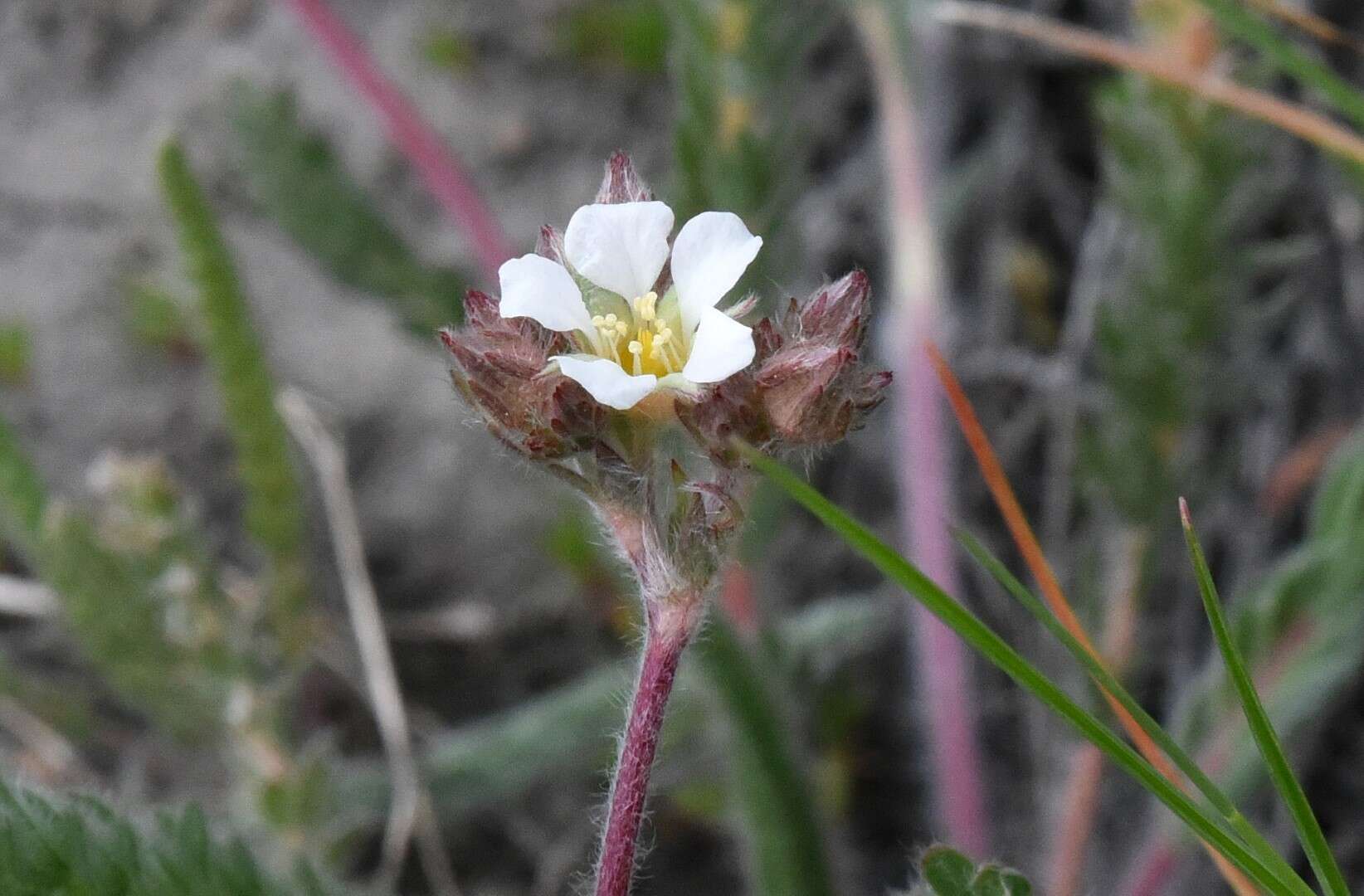 Image de Ivesia sericoleuca (Rydb.) Rydb.