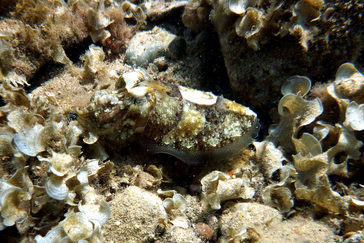 Image of Elegant Cuttlefish