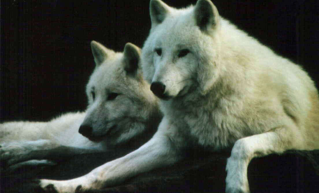 Image of Arctic wolf